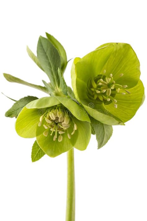 Hellebore frowers. Blossoming fresh green hellebore with leafs isolated on white , #AD, #fresh, #green, #Blossoming, #Hellebore, #frowers #ad Black Hellebore, Green Hellebore, White Hellebore, Hellebore Varieties, Green Hellebore Flower, Helleborus Foetidus, Fresh Green, Blossom, Herbs