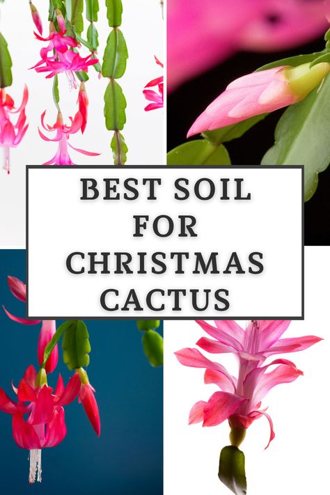 best-soil-for-christmas-cactus Christmas Cactus Flower, Christmas Cactus Care, Christmas Cactus Plant, Easter Cactus, Thanksgiving Cactus, Holiday Cactus, Orchid Bark, Cactus Care, Household Plants