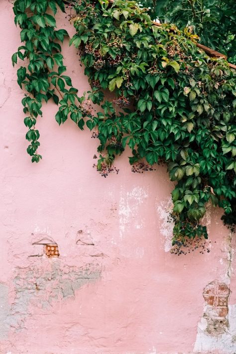 VSCO - #pastel #wall #ivy #building #background #botanical #botany #natural | thomaszsebok Overgrown Aesthetic Wallpaper, Wall Ivy, Plant Wallpaper With Pink, Pink Plants Aesthetic Background, Ivy On Building, Building Background, Ivy Photography, Macbook Air Wallpaper, Pink Flowers Wallpaper