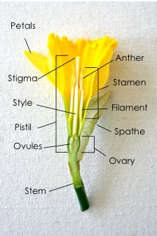 Plant Biology, Flower Parts, Biology Plants, مشروعات العلوم, Biology Science, Parts Of A Flower, Plant Science, Plant Identification, Science Biology