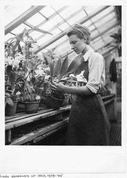 Female gardener working in the orchid house, during World War II - Female gardener - Photo Prints - 10645495 from Kew Gardens Lady Gardening, Woman Gardening, Gardener Portrait, Vintage Gardening Photos, Victorian Botanist Aesthetic, Woman Gardening Drawing, Woman In Garden Photography, Professor Aesthetic, Lee Jordan