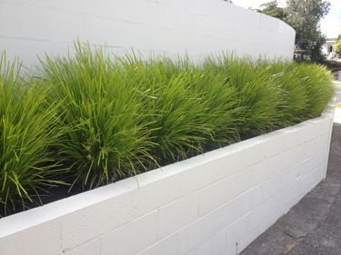 ' 'Lime Tuff’ (aka Lomandra longifolia x confertifolia spp.pallida) is proving to be one of the best Lomandra selections yet, bred for its compact growth habit and fine lime green foliage that stays lush all year round. Small yellow spikes add colour and fragrance in summer. Lomandra Lime Tuff, Garden Ideas Nz, Screen Plants, Front Garden Landscape, Corner Garden, Growing Gardens, Balcony Plants, Australian Garden, Coastal Gardens