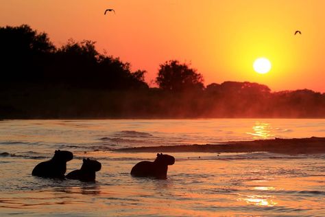 Brazil, Celestial Bodies, Animals, Nature