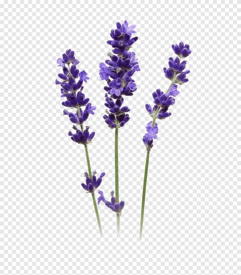 French Lavender Plant, English Lavender Plant, Lavender Png, Lavender Hidcote, Lavender Wedding Invitations, Olive Oil Hair, Face Png, Aloe Vera For Hair, English Lavender