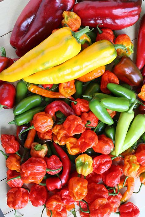 How do you spell chili pepper? Is it “chili”, “chilli”, or “chile”? Roasted Chili Peppers, Dried Peppers, Hot Peppers, Chile Pepper, Chilli Pepper, Chili Peppers, Gazpacho, Stuffed Jalapeno Peppers, The Fruit