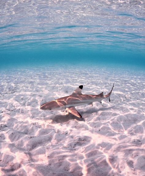 A Black-tip Reef Shark off the southern side of Whitsunday Island. During the day, little guys dominate the shallows patrolling the edge as… Black Tip Reef Shark Drawing, Black Tipped Reef Shark, Black Tip Reef Shark, Silly Sharks, Heron Island, Black Tip Shark, Australian Fauna, Shark Pictures, Nature Room