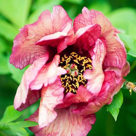 Paeonia ¿Gauguin¿ Peony Varieties, Tree Peonies, Yellow Petals, Growing Peonies, Japanese Tree, Tree Peony, Red Blossoms, Red Petals, Peonies Garden