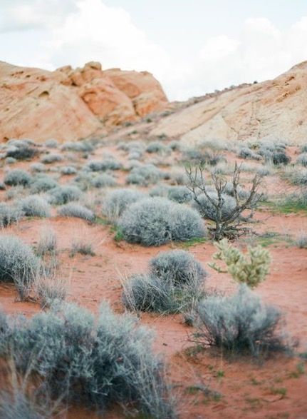 Pastel Desert, Arizona Aesthetic, Cactus Rose, Desert Aesthetic, Desert Colors, Desert Dream, Desert Life, Desert Vibes, Aesthetic Travel