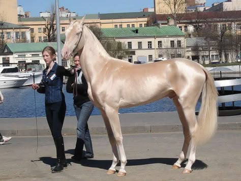 The Akhal-Teke is a horse breed from Turkmenistan. Only about 3,500 are left worldwide. Known for their speed and famous for the natural metallic shimmer of their coats.  Photographer unknown Akhal-teke, Ahal Teke, Horse Portraits, Akhal Teke Horses, Rare Horses, Golden Horse, Akhal Teke, Most Beautiful Horses, Beautiful Horse