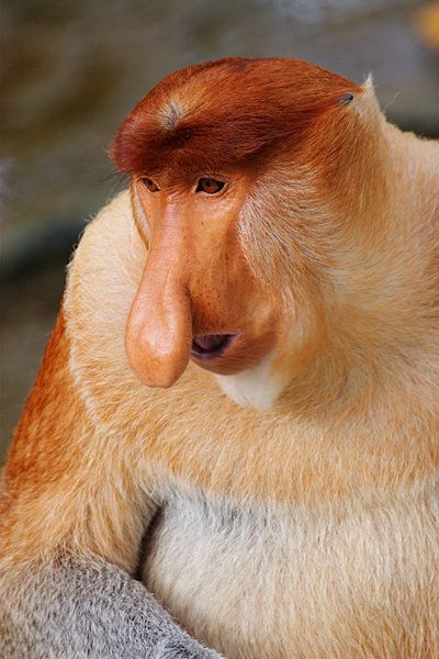 Proboscis monkey - CSMonitor.com Big Nose Monkey, Create A Creature, Monkey Types, Monkey Species, Large Nose, Proboscis Monkey, Whitetail Bucks, Pot Belly, Trees And Flowers