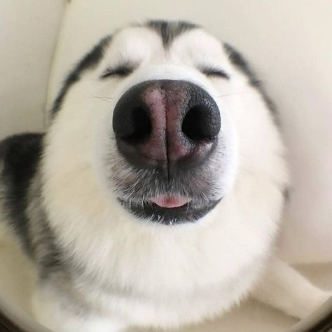 14 Amazing Facts About Huskies | PetPress Husky Humor, Caine Husky, Animal Noses, Dog Organization, Husky Funny, Cute Husky, Husky Puppy, Husky Dogs, Siberian Husky