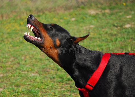 Angry Doberman, Angry Dog, Doberman Love, Dogs Trust, Doberman Dogs, Dog Projects, Dog Biting, Bad Dog, Doberman Pinscher