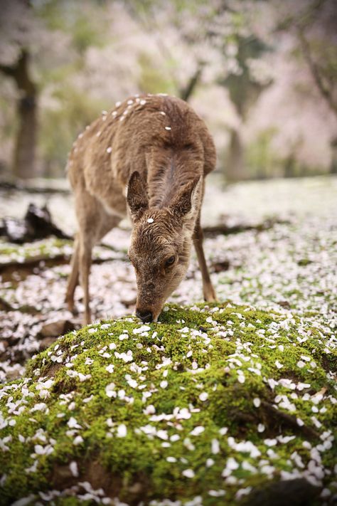 "Come away, oh, human child" Nara Park, Japan Travel Destinations, Sika Deer, Nara Japan, Deer Park, Komodo, Dragon Age, Magical Places, Enchanted Forest