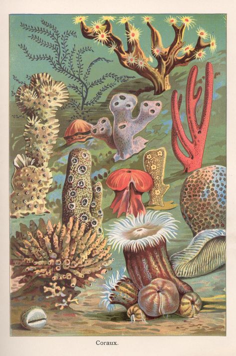 mon prof coraux | patricia m | Flickr Coral Illustration, Ocean Life Art, Japanese Restaurant Design, Story Books Illustrations, Sea Illustration, Sea Animal, Illustration Vintage, Scientific Illustration, Zoology