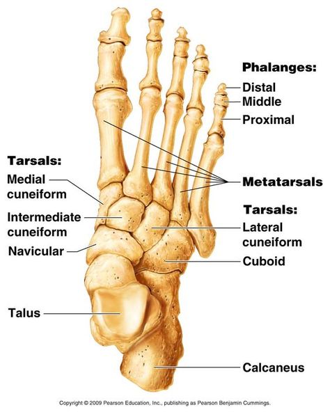 skeleton feet | Chapter 5 - Appendicular Skeleton: Appendicular Skeleton, Skeletal System Anatomy, Foot Anatomy, Anatomy Bones, Medical Marketing, Skeleton Anatomy, Skeletal System, Human Body Anatomy, Muscle Anatomy