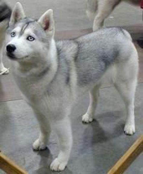 Siberian with a silver coat. White Siberian Husky, Pretty Dog, Alaskan Husky, Cute Husky, Siberian Husky Dog, Husky Mix, A Husky, Siberian Huskies, Australian Shepherds