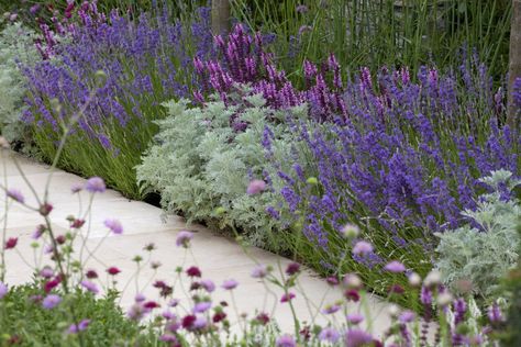 Garden Border Plants, Mosquito Repelling Plants, Garden Solutions, Gravel Garden, Best Plants, Border Plants, Garden Shrubs, Ground Cover Plants, Garden Borders