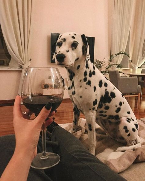 dalmatian toast | Ksenia Molotkova (@kumakurkuma) Money Girl, Pink Foods, Healthy Exercise, Brown Fall, Animal Cute, Abstract Art Landscape, Dalmatian, Dog Person, Animal Kingdom