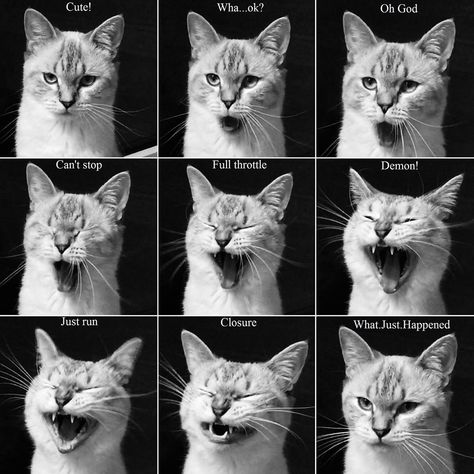 Yawning Cat Drawing, Cat Pose Reference Photos, Cat Reference Poses, Yawning Pose, Cat Face Tutorial, Cat Face Expressions, Yawning Drawing Reference, Cat Poses Drawing Reference, Cats Yawning