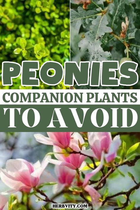 Garden Companion Planting, Planting Peonies, Growing Peonies, Companion Plants, Shade Flowers, Planting Hydrangeas, Garden Help, Peonies Garden, Charming Garden