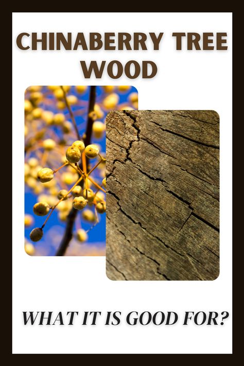 The chinaberry tree is a great source for wood. But what can you make with it? Check out this list of ideas to get started. From furniture to home decor, there's something for everyone. So get creative and start crafting! Chinaberry Trees, Types Of Hardwood Floors, Easy Wood, Different Types Of Wood, Sheesham Wood, Kitchen Worktop, Build Something, Outdoor Landscaping, Shower Floor