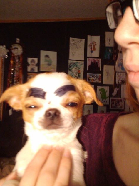 Dog With Eyebrows, Grumpy Dog, Random Animals, Rat Dog, Goofy Dog, Very Cute Dogs, Funny Animal Photos, Cute Chihuahua, Silly Dogs