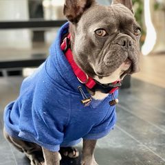 Gucci Dog, The Royalty Family, Royalty Family, Family Dogs, French Bulldog, Royalty, Gucci, Instagram Photos, Photo And Video