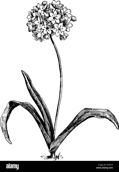 Onion Flower, Allium Flowers, Flower Identification, Engraving Illustration, Flowers Vintage, Large Flowers, Flower Drawing, Vintage Flowers, Line Drawing