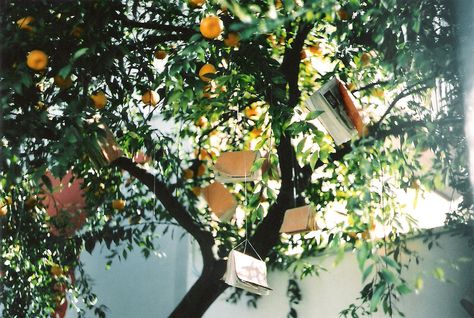 All The Bright Places, Film Photos, Orange Tree, Cinematic Photography, Pics Art, Film Aesthetic, Film Camera, On Film, Photography Inspo