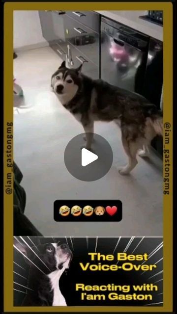 Iam_GastonGMG | Pet Channel 🐶🐕🐈 on Instagram: "The Best Voice-over you will see!!!!!, [Chapter 28] 🤣🤣🤣🤣👍🐕🐶🐈😎😎
.
.
.
By: @therxckstxr (Crack..The best..FOLLOW) 
.
.
.
#foryou #fyp #fyp #fypシ #voiceover #parati #paratii #voice #TheBest #viralvideo #Viral #viralvideos #dog #dogs #cat #cats #pets #comicos #funnycomedy #funnypetvideos #voiceover #voice #funnyvoice #voces #foryou #fyp" Pet Voice Overs, Dog Voice Over Videos, Voice Overs, Funny Comedy, Funny Animal Videos, Viral Videos, The Voice, Good Things, Pet