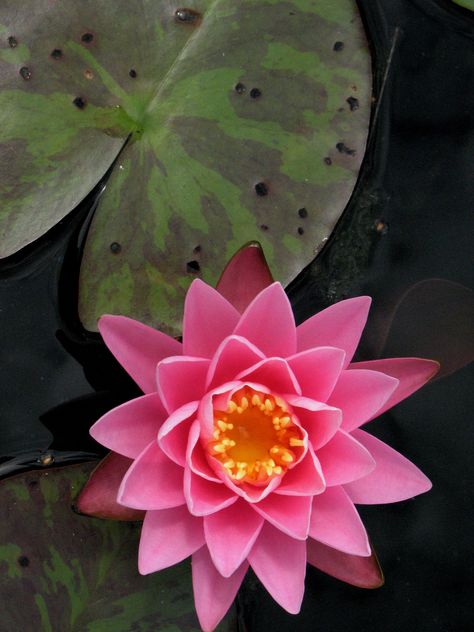 Pink Lotus Flower Pink Lotus Flower, Lotus Flower Art, Lily Lotus, Easy Drawing Tutorial, Water Lilly, Lotus Blossom, Pink Lotus, Aquatic Plants, Flower Tops