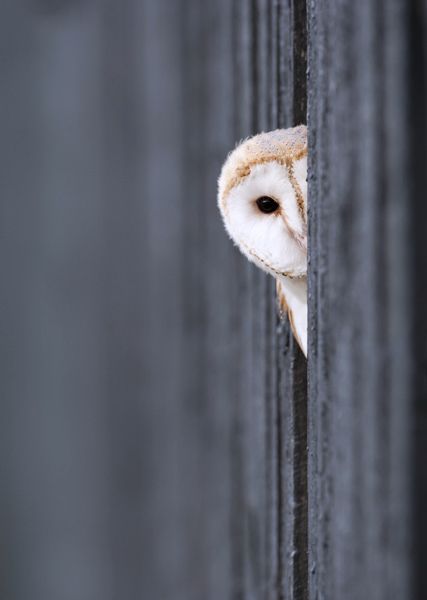 Shy Barn Owl. In a Barn! Owl Wallpaper Iphone, Barn Owls, Owl Tattoo Design, Daughter Love Quotes, Owl Pictures, Cool Wallpapers Cartoon, World Photography, Nature Tattoos, Baby Owls