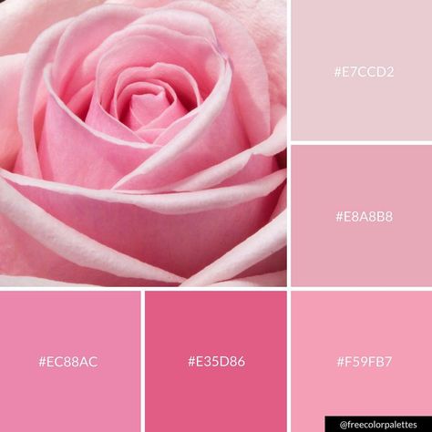 Baby Pink Rose | Valentine's Day | Feminine | Color Palette Inspiration. | Digital Art Palette And Brand Color Palette. Ballet Pink Color Palette, Rose Pink Colour Palette, Pink Rose Color Palette, Rose Color Pallete, Sassy Branding, Baby Pink Color Palette, Rose Pink Color Palette, Rose Color Palette, Feminine Colors