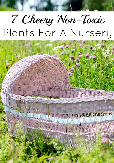 Getting non-toxic plants for a nursery is a beautiful way to bring a piece of the outside into your baby’s world. Use our guide to pick safe choices! Lamaze Classes, Ideas For Baby Shower, Family World, Pumping Moms, Baby Sleep Problems, Third Baby, Baby Shower Activities, After Baby, Pregnant Mom