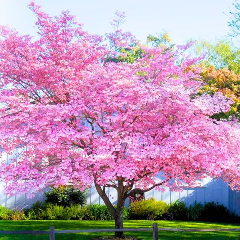 PRICES MAY VARY. Pink Dogwood Tree Plant Live, Pink Dogwood Tree for Planting Outdoors, Pink Flowering Dogwood Tree, 6 to 12 Inc Tall in 2.5 Inc Pot This listing is for live plant Flowering Dogwood Tree, Pink Dogwood Tree, Flowering Dogwood, Dogwood Blooms, Soil Type, Dogwood Tree, Hardiness Zones, Pink Dogwood, Dogwood Trees