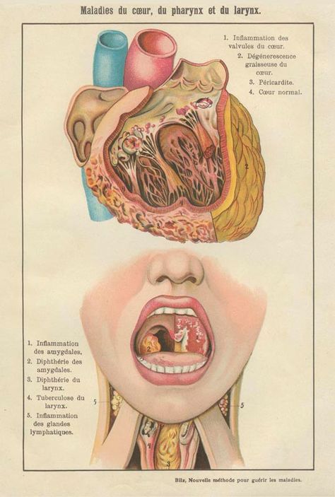 Heart Pharynx, Larynx, French Vintage Anatomy Digital Download Printable, Original Antique Image Collage Scrapbooking Mixed Media 300dpi Anatomy Prints, Scrapbooking Printables, Vintage Anatomy, Basic Anatomy And Physiology, Image Collage, Heart Printable, Collage Scrapbook, Medical Anatomy, Vintage Medical