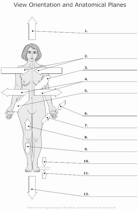 50 Anatomical Terms Worksheet Answers | Chessmuseum Template Library Anatomical Planes And Directions, Body Planes Anatomy, Planes Anatomy, Body Planes, Fun Anatomy, Anatomical Position, Body Systems Worksheets, Sterile Processing, Medical Terminology Study