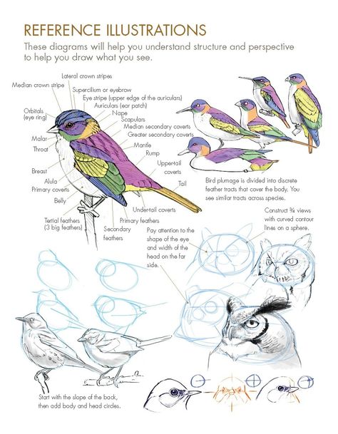 John Muir Laws, Bird Anatomy, Creative Prompts, Nature Journaling, Bird Sketch, Bird Drawing, Drawing Exercises, Blank Journal, Toned Paper