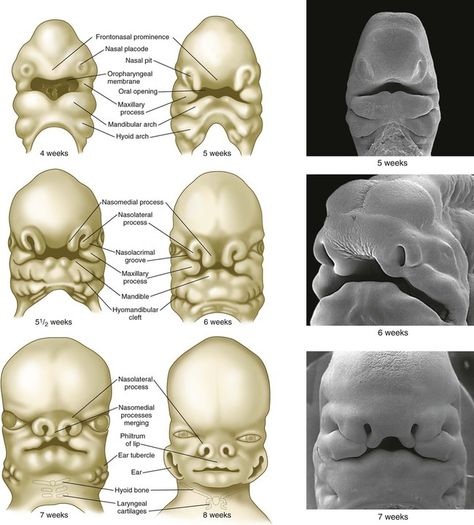 Human Embryo Development Human Embryo Development, Development Of Face Embryology, 4aa Embryo, Embryo Development, Nervous System Anatomy, Human Embryo, Dental Hygiene School, Medicine Notes, Dental Anatomy