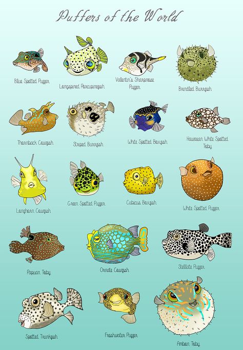 Puffer Fish Art, Cute Puffer Fish, Kristina Webb, Puffer Fish, Marine Biologist, Small Study, Cursive Font, Types Of Fish, Oceanography