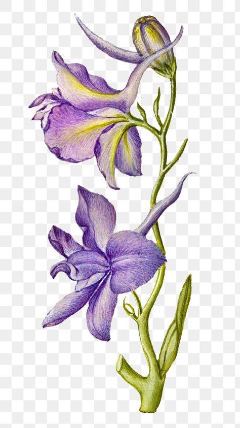 Larkspur Plant, Botanical Illustration Black And White, Larkspur Flower, Illustration Black And White, Botanical Plants, Antique Artwork, Png Flower, Png Stickers, Watercolor Flower Art