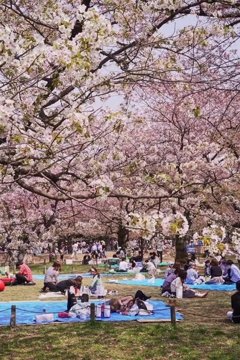 Yoyogi Park Tokyo Japan, Hanami Aesthetic, Hanami Festival, Japanese Park, Gin Festival, Summer Watch, Tokyo Streets, Yoyogi Park, Cherry Blossom Japan