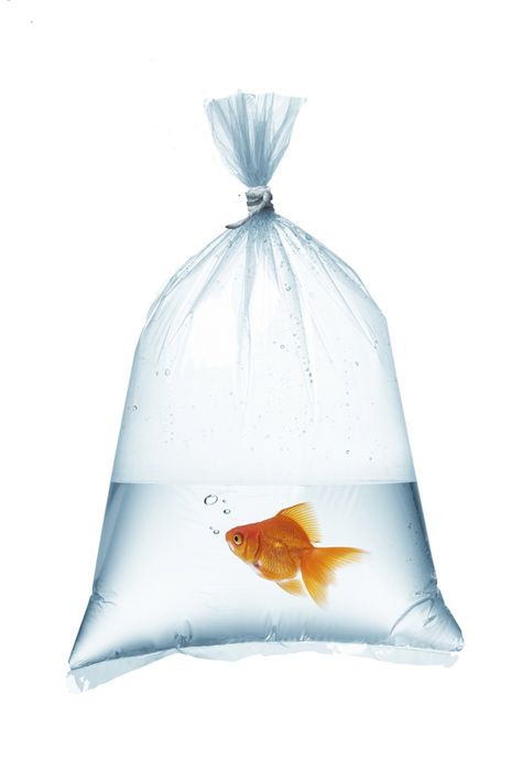 Plastic Fish, Fish Food, Fish In A Bag, Poly Bags, Aquarium Fish, Goldfish, Plastic Bag, Fish