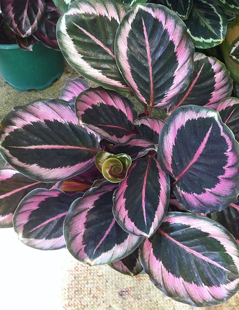 Calathea Roseopicta, Calathea Ornata, Pink Plants, Calathea Plant, Plant Care Houseplant, Plant Wishlist, Pink Plant, Variegated Plants, Plant Aesthetic