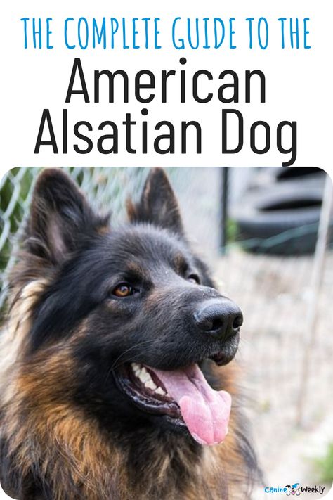 American Alsatian Dog, Alsatian Puppy, Wolf Dog Breeds, American Alsatian, Alsatian Dog, Top Dog Breeds, Cute Small Dogs, A Game Of Thrones, Dire Wolf