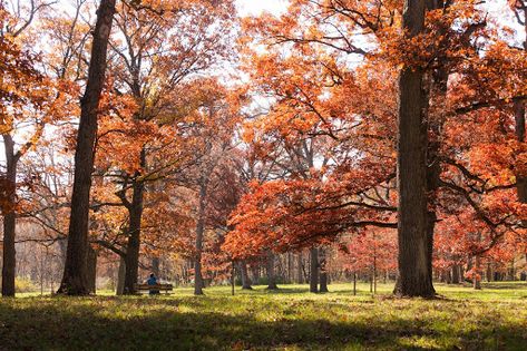 Morton Arboretum, Budget Vacation, Parks And Recreation, Art Google, Water Features, Beautiful World, New Photo, Culture Art, Stuff To Do