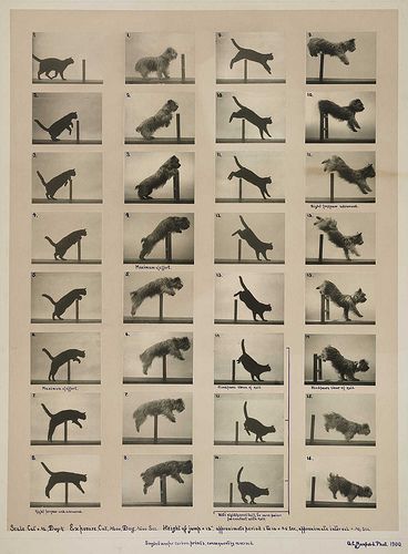 Cat and Dog jumping Dog Jumping, Eadweard Muybridge, Academic Drawing, Animal Study, Printable Animals, Animation Tutorial, Dog Crafts, Animation Reference, Cat And Dog