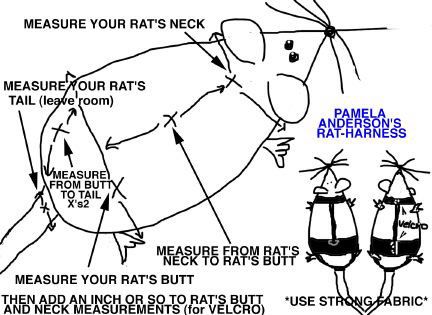 Pamela Anderson's Rat Harness Rat Harness, Diy Rat Toys, Rat Toys, Pet Rat, Animal Magic, Mouse Rat, Dog Bones, Gerbil, Pet Rats