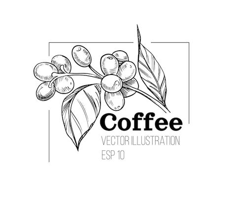 Coffee Line Illustration, Think Logo, Coffee Sketch, Coffee Bean Logo, Coffee Graphics, Coffee Line, Coffee Vector, Jungle Art, Coffee Illustration