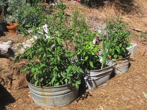 Five galvanized tubs with drainage Vegetable Garden Soil, Galvanized Wash Tub, Fenced Vegetable Garden, Straw Bale Gardening, Flea Market Gardening, Galvanized Tub, Growing Tomatoes In Containers, Small Vegetable Gardens, Container Vegetables